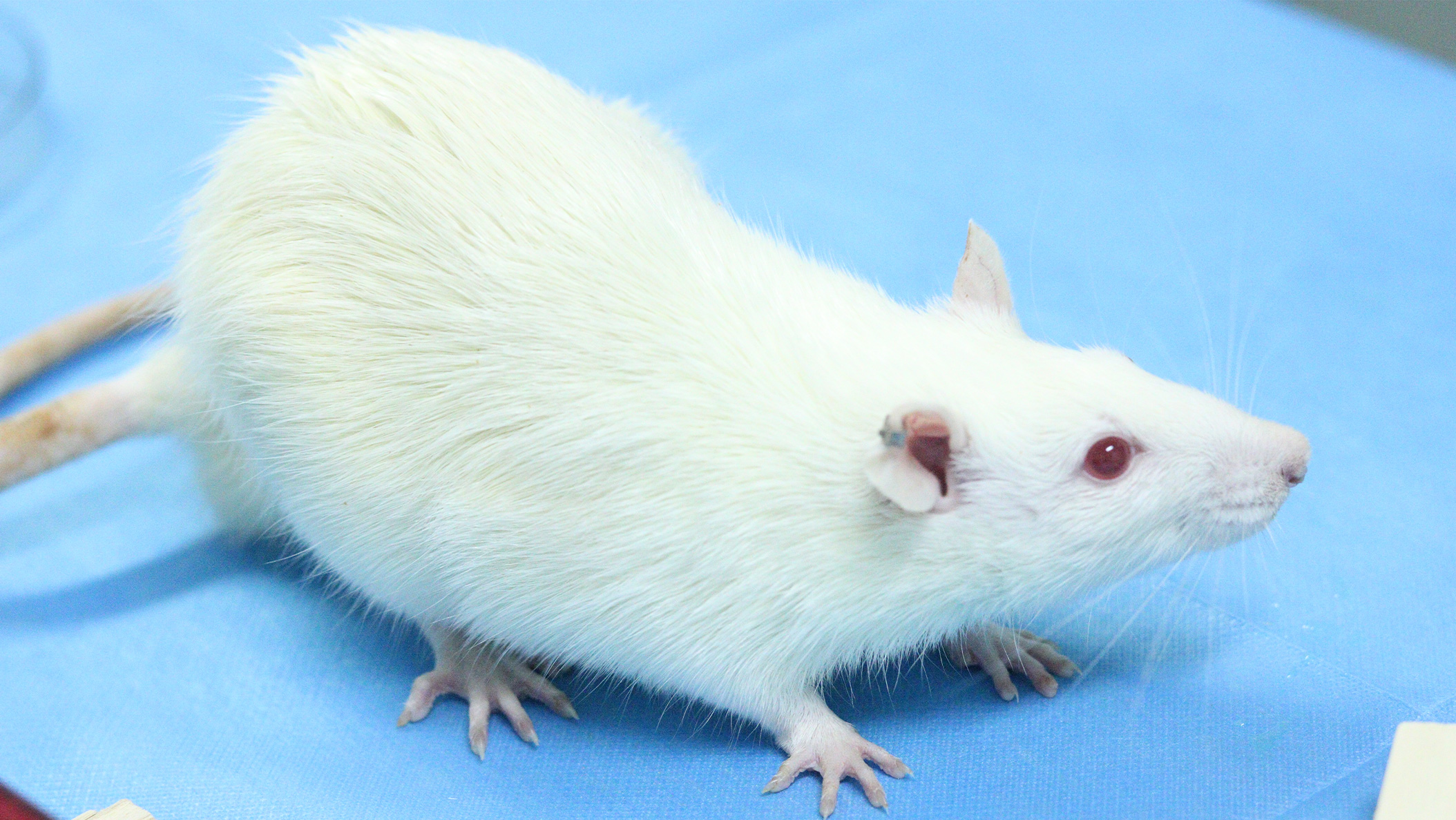 ����ģ��